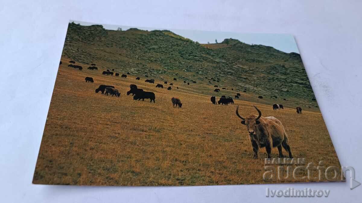 П К A Hainagn Between Cow and Yak Zabhan Aimak, Mongolia П К A Hainagn Between Cow and Yak Zabhan Aimak, Mongolia
