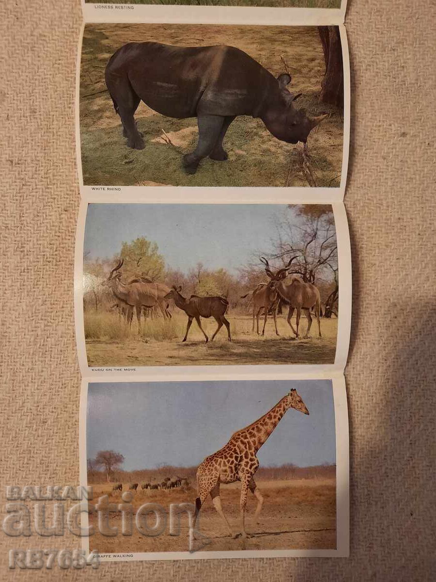 Δημοπρασία Κάρτες Δημοπρασία Κάρτες