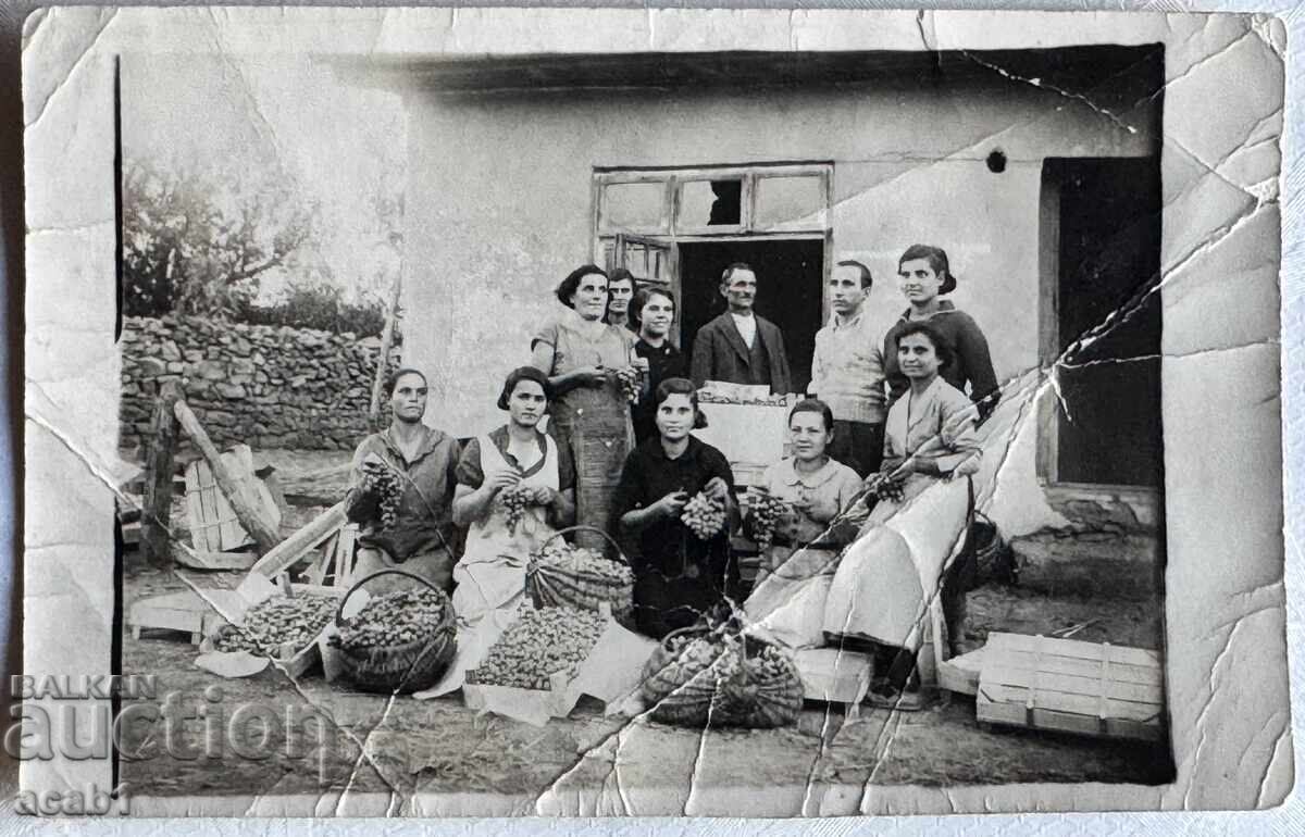 Μετά τη Συγκομιδή Σταφυλιών