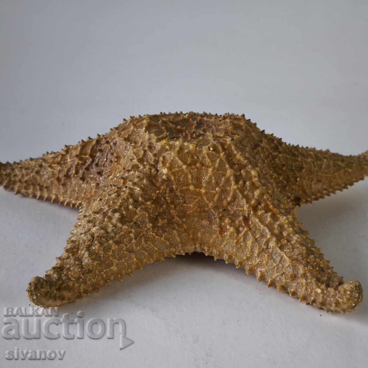 Δημοπρασία Αστερίας 27 εκ Oreaster Reticulatus #6224