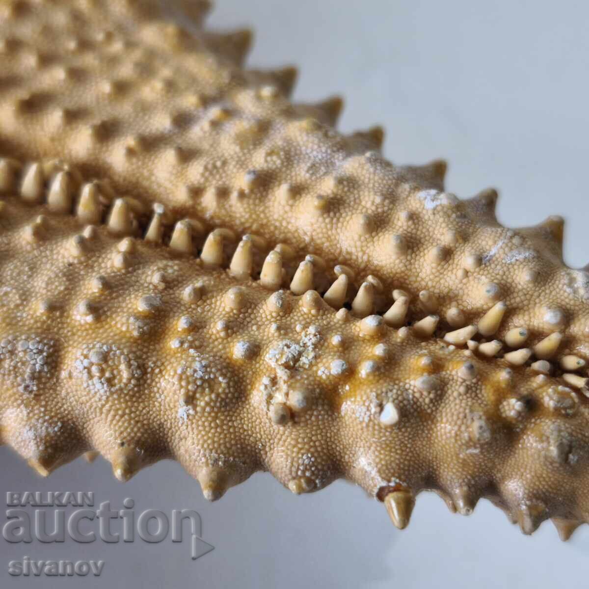 Παράδοση Αστερίας 27 εκ Oreaster Reticulatus #6224