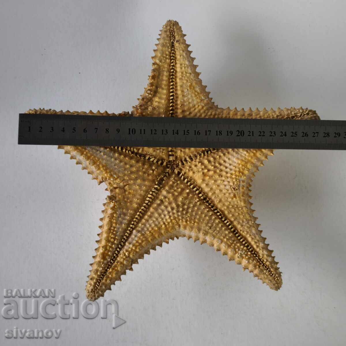 Αστερίας 27 εκ Oreaster Reticulatus #6224 - 5