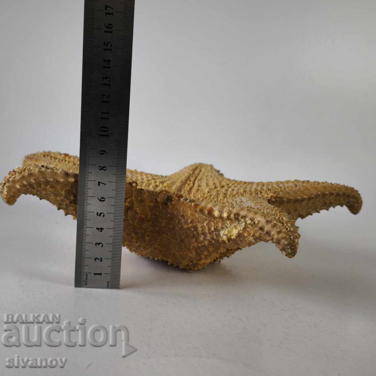 Αστερίας 27 εκ Oreaster Reticulatus #6224 - 6