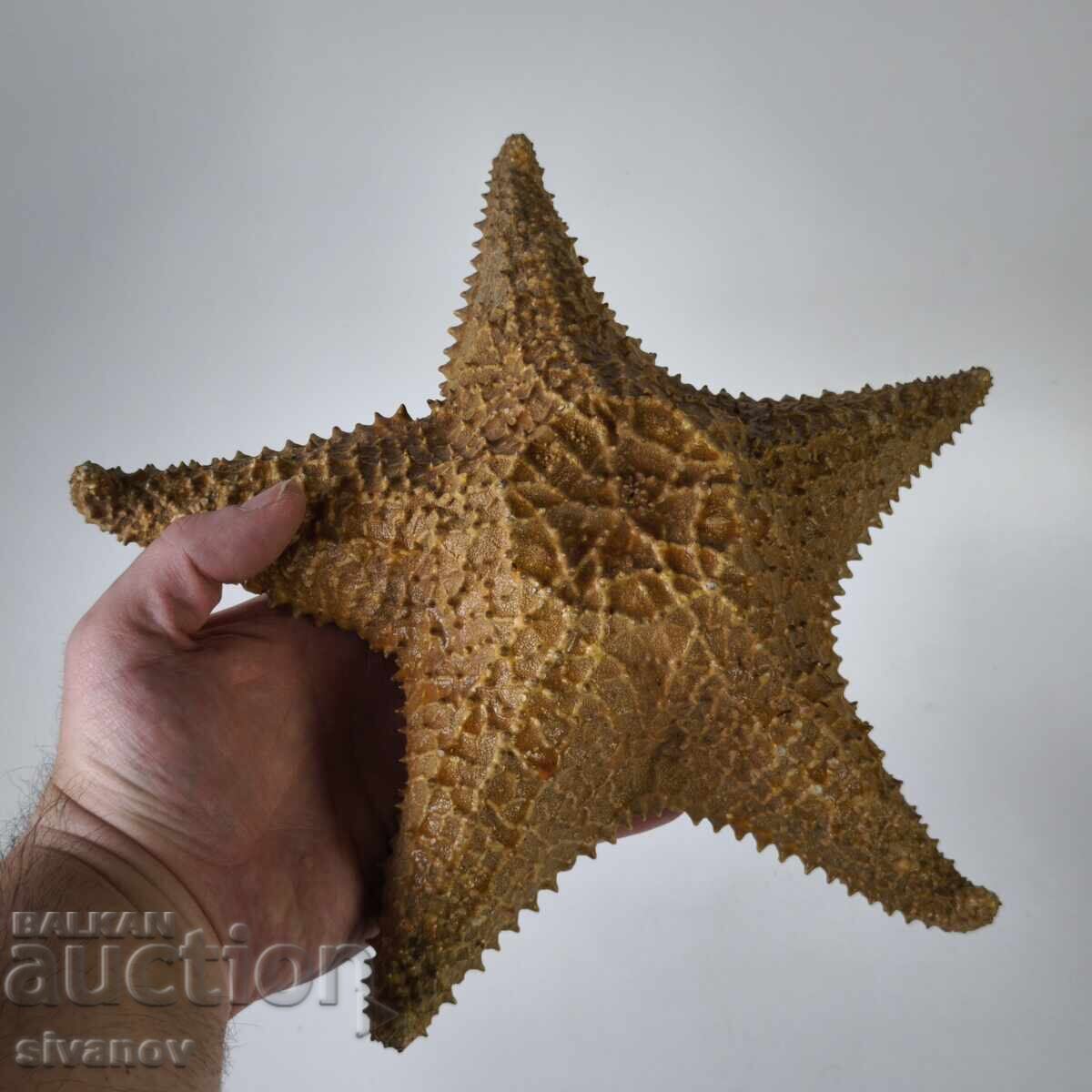 Αστερίας 27 εκ Oreaster Reticulatus #6224 - 7