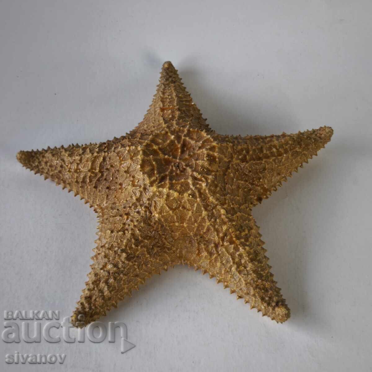 Αστερίας 27 εκ Oreaster Reticulatus #6224