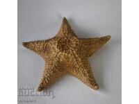 Αστερίας 27 εκ Oreaster Reticulatus #6224