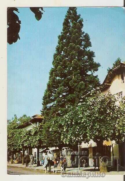 Картичка България Курорт Вършец Улица Г.Димитров"* Картичка България Курорт Вършец Улица Г.Димитров"*