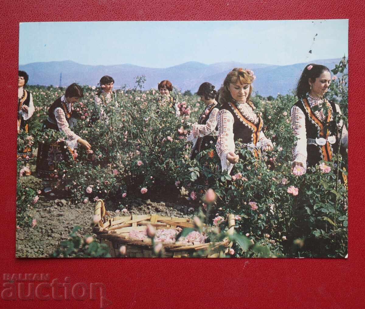 Ροζόμπερ-Καζανλάκ