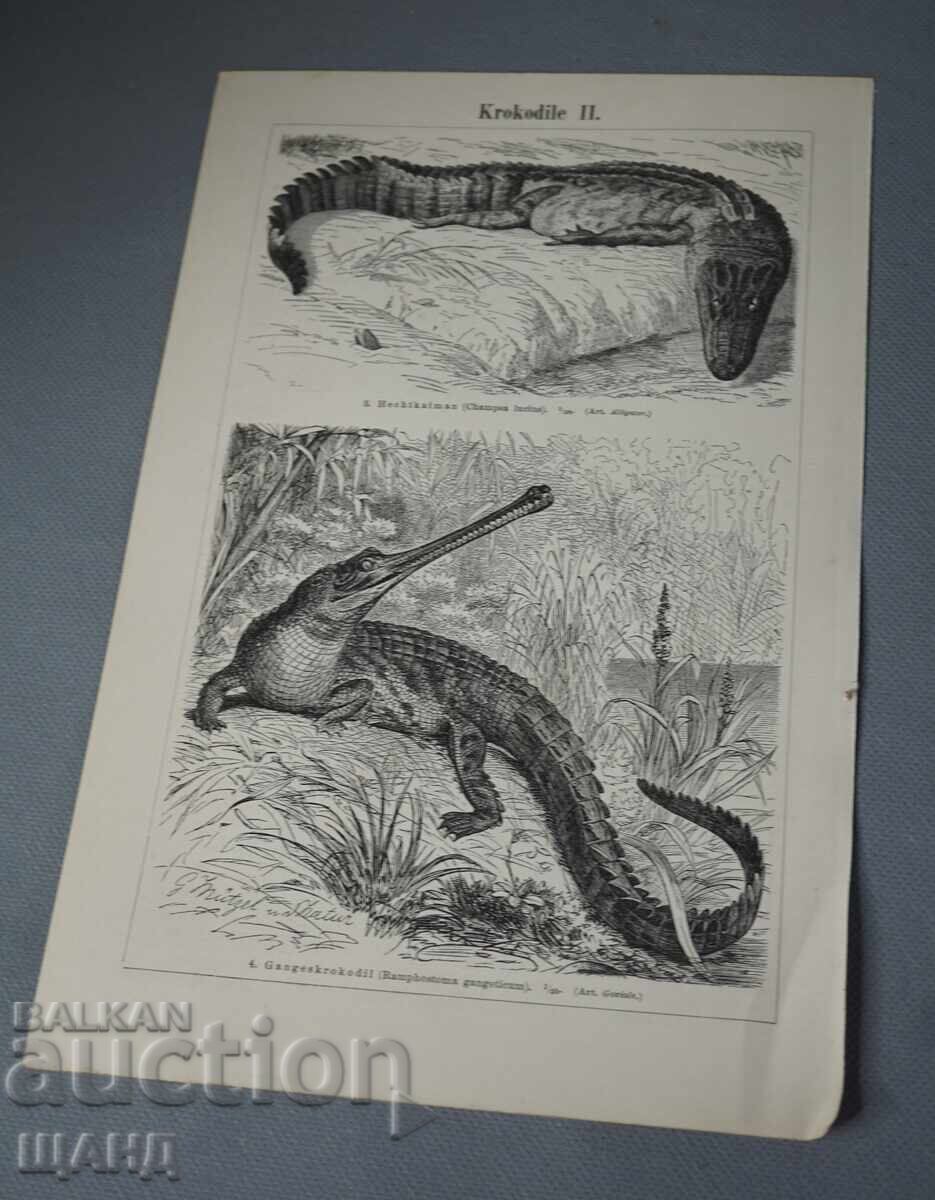 Δημοπρασία 1900 Λιθογραφία ειδών κροκοδείλων