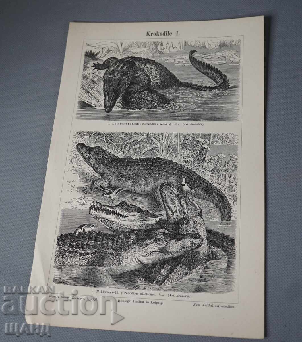 1900 Λιθογραφία ειδών κροκοδείλων