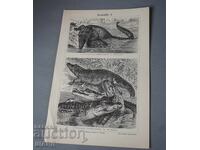 1900 Λιθογραφία ειδών κροκοδείλων