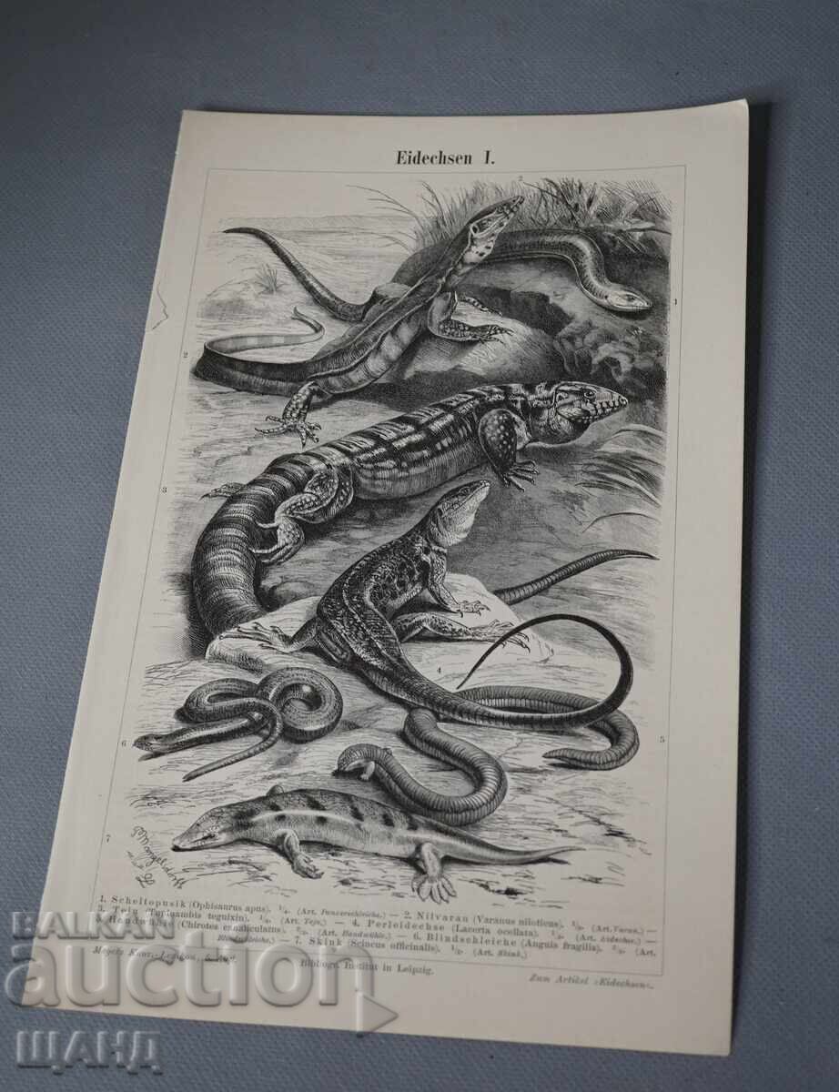 1900 Λιθογραφία Ειδών Σαύρας