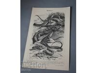 1900 Litografie specii de șopârle