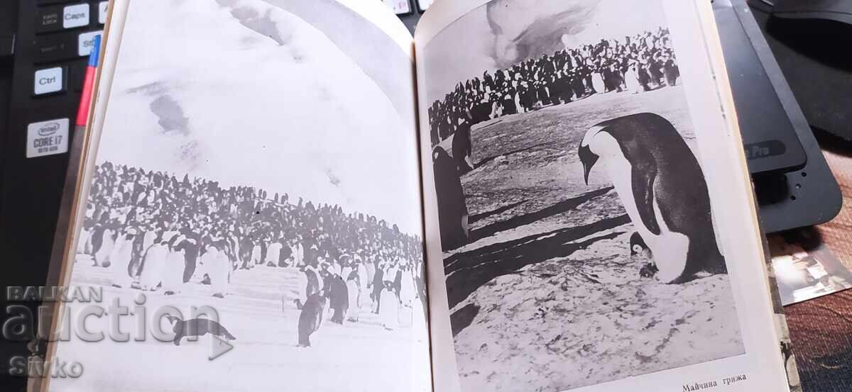 Новак в Антарктита, Владимир Санин, много снимки - 7 Новак в Антарктита, Владимир Санин, много снимки - 7