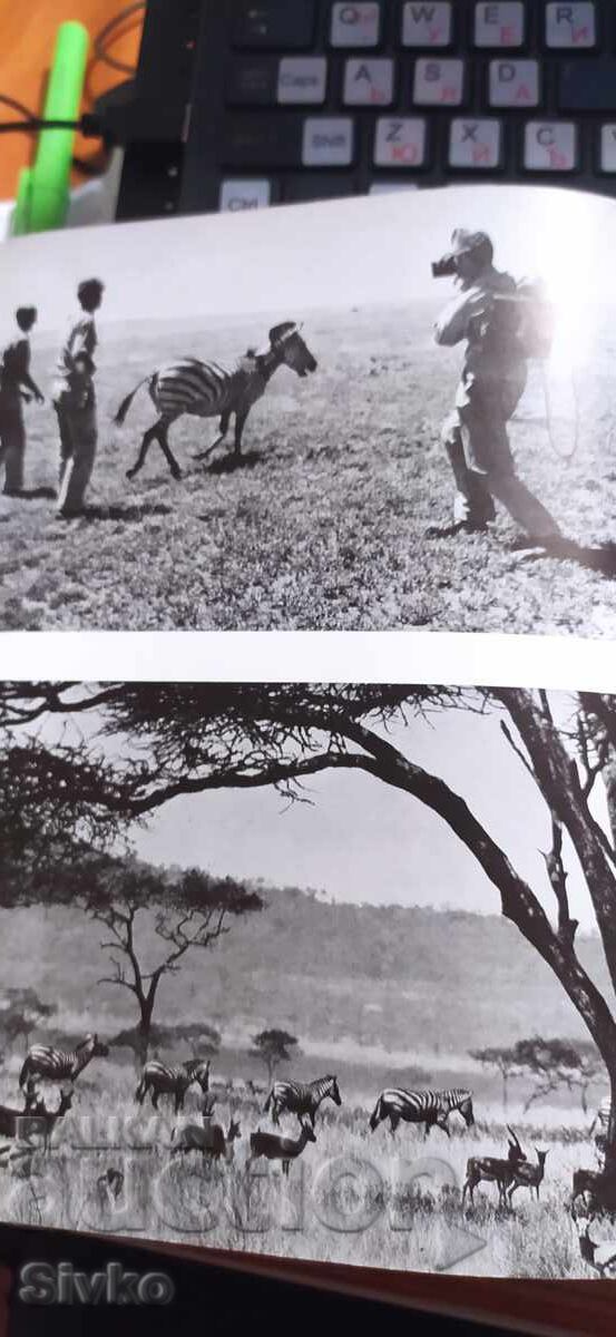 Серенгети не трябва да загине, много снимки - 5 Серенгети не трябва да загине, много снимки - 5