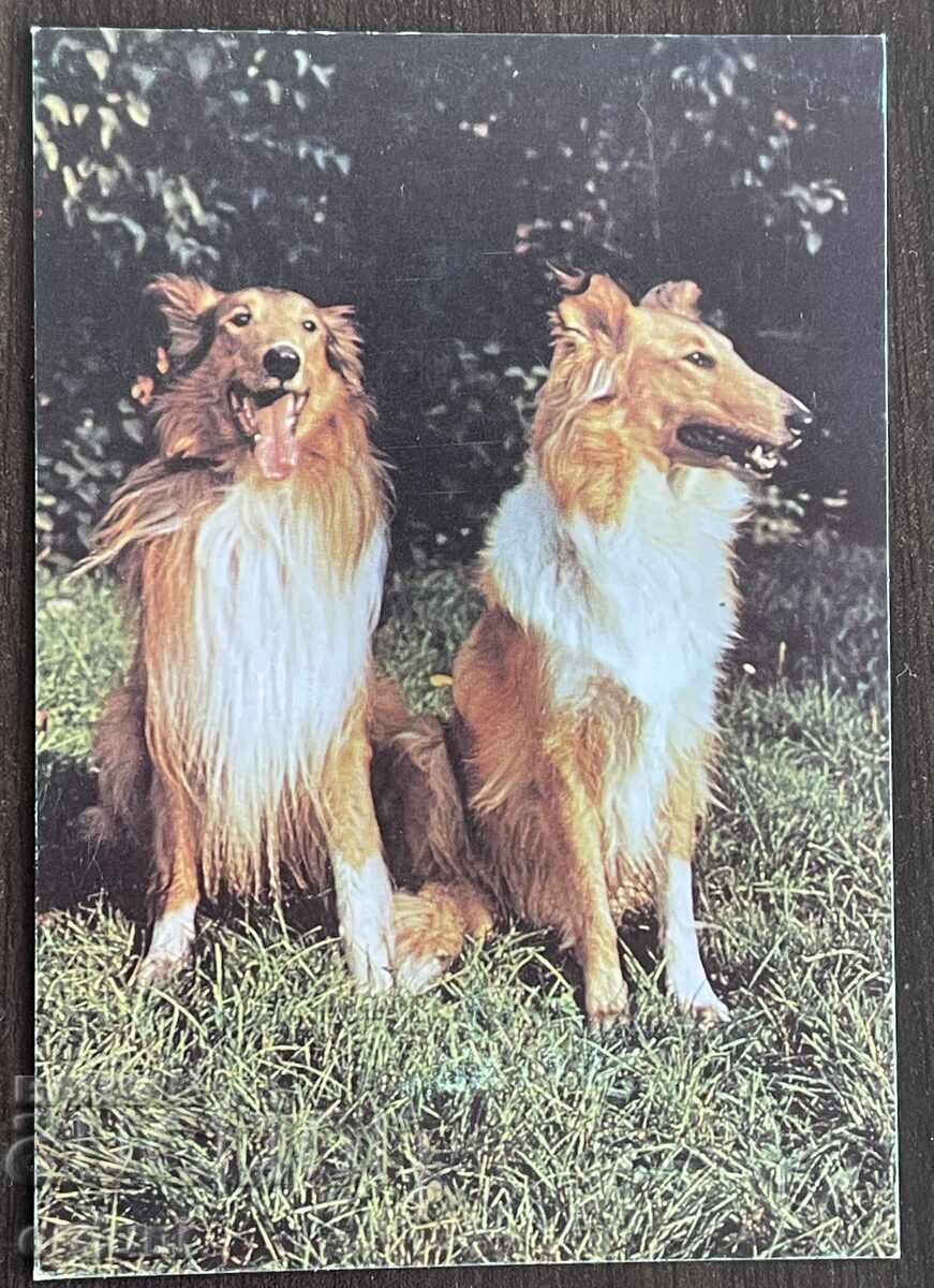 5342 Βουλγαρία καρτ ποστάλ σκύλος ράτσα Κόλεϊ 1989