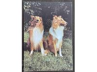 5342 Βουλγαρία καρτ ποστάλ σκύλος ράτσα Κόλεϊ 1989