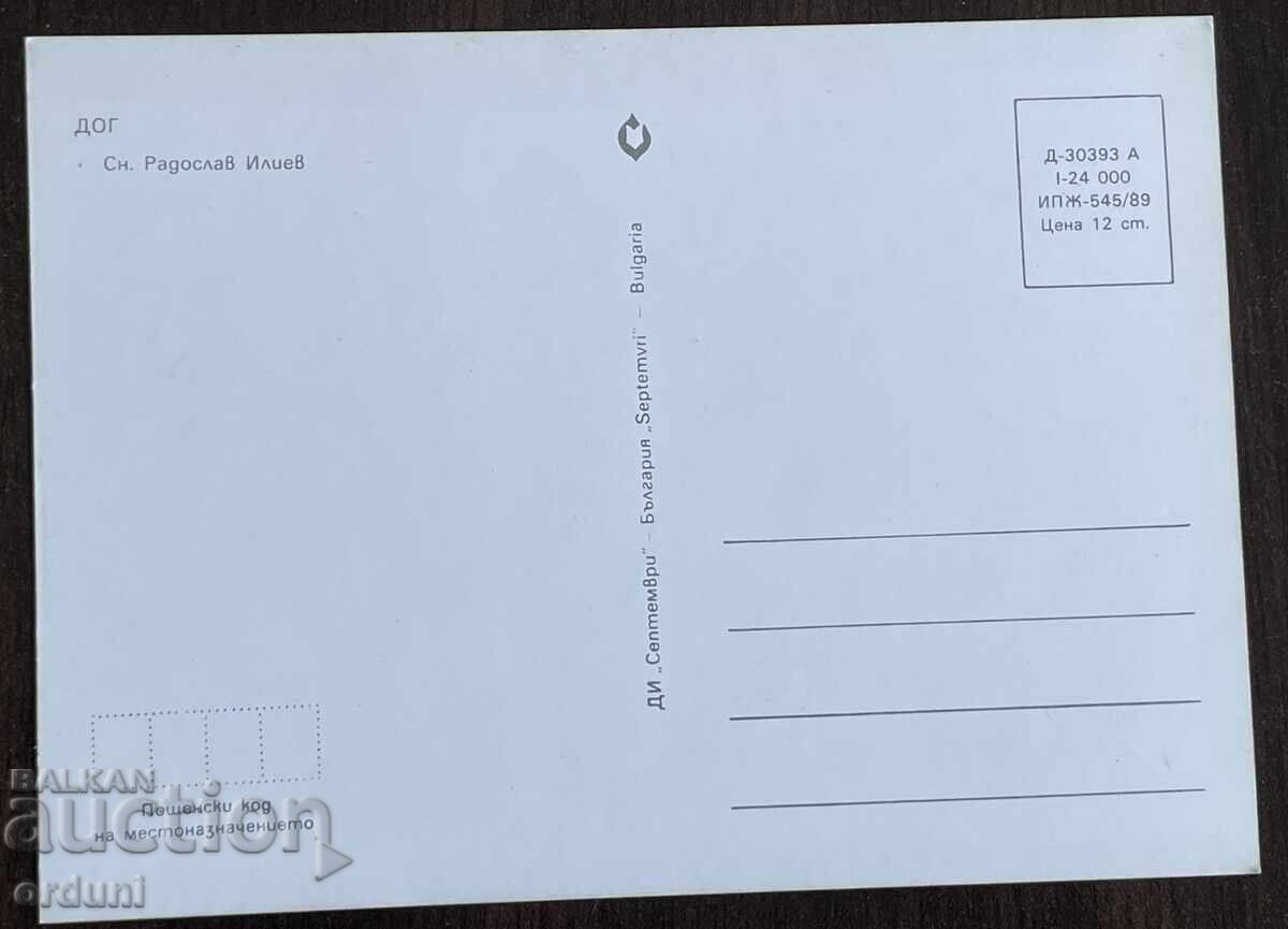 5343 Βουλγαρία καρτ ποστάλ σκύλος ράτσα Ντόγκ 1989 ε με τιμή € 3.00 | 5.87 BGN