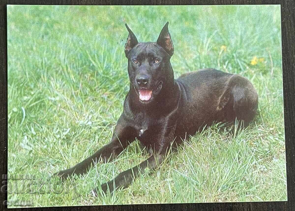 5343 Βουλγαρία καρτ ποστάλ σκύλος ράτσα Ντόγκ 1989 ε