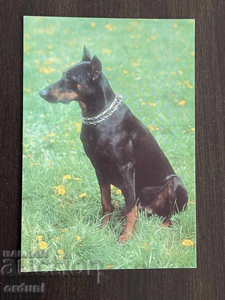 5344 Βουλγαρία καρτ ποστάλ σκύλος ράτσα Πίντσερ Ντόμπερμαν 1989