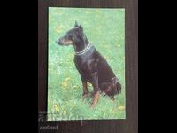 5344 Βουλγαρία καρτ ποστάλ σκύλος ράτσα Πίντσερ Ντόμπερμαν 1989