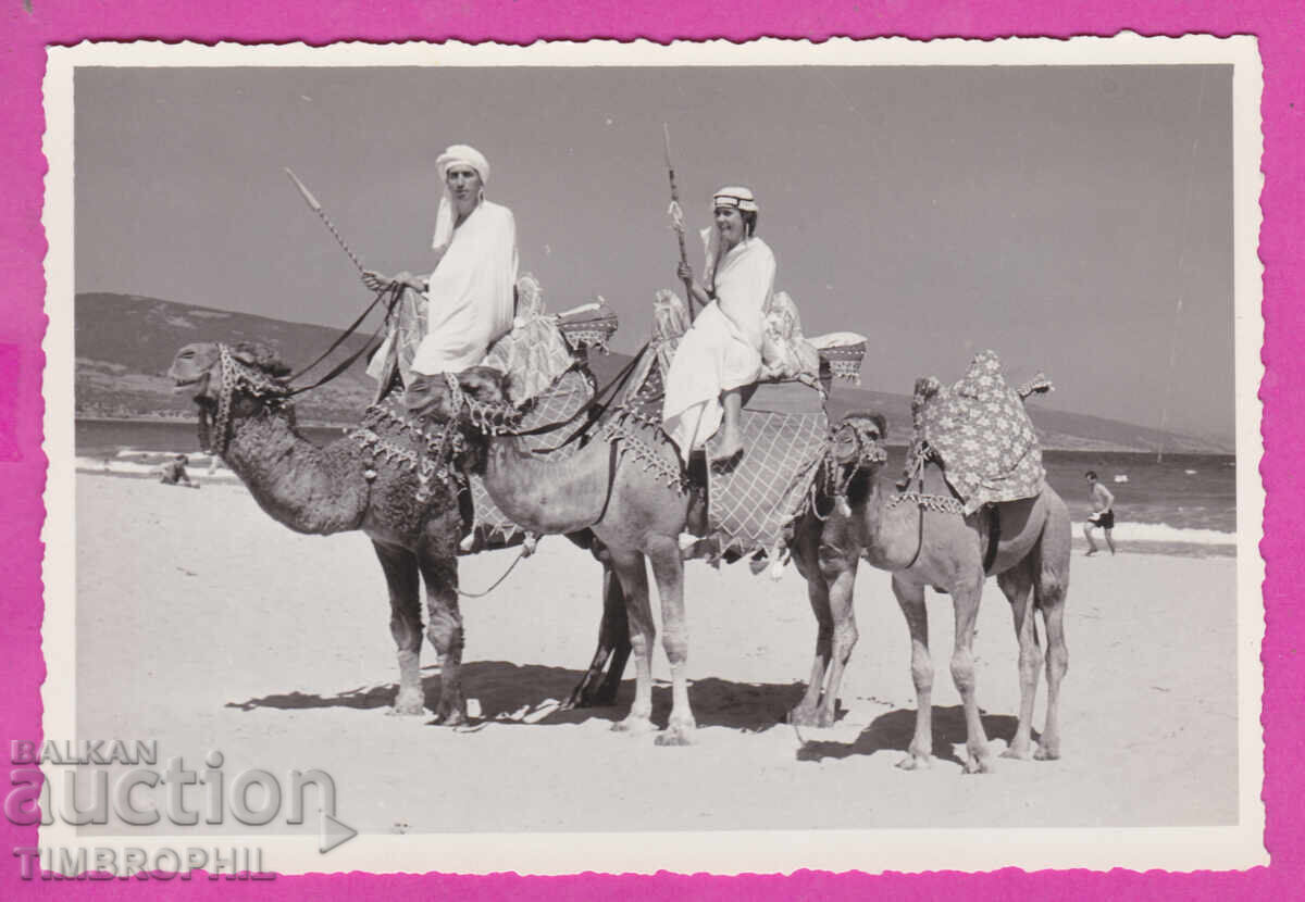 Δημοπρασία S317555 / Φωτογραφία Νεσέμπαρ 1959 βόλτα με καμήλες ατραξιόν Δημοπρασία S317555 / Φωτογραφία Νεσέμπαρ 1959 βόλτα με καμήλες ατραξιόν