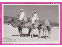 S317555 / Φωτογραφία Νεσέμπαρ 1959 βόλτα με καμήλες ατραξιόν