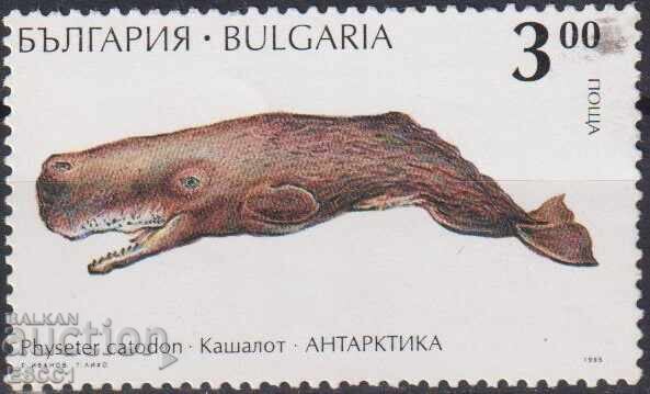 Timbre curate Fauna Specii Arctice Cașalot 1995 din Bulgaria