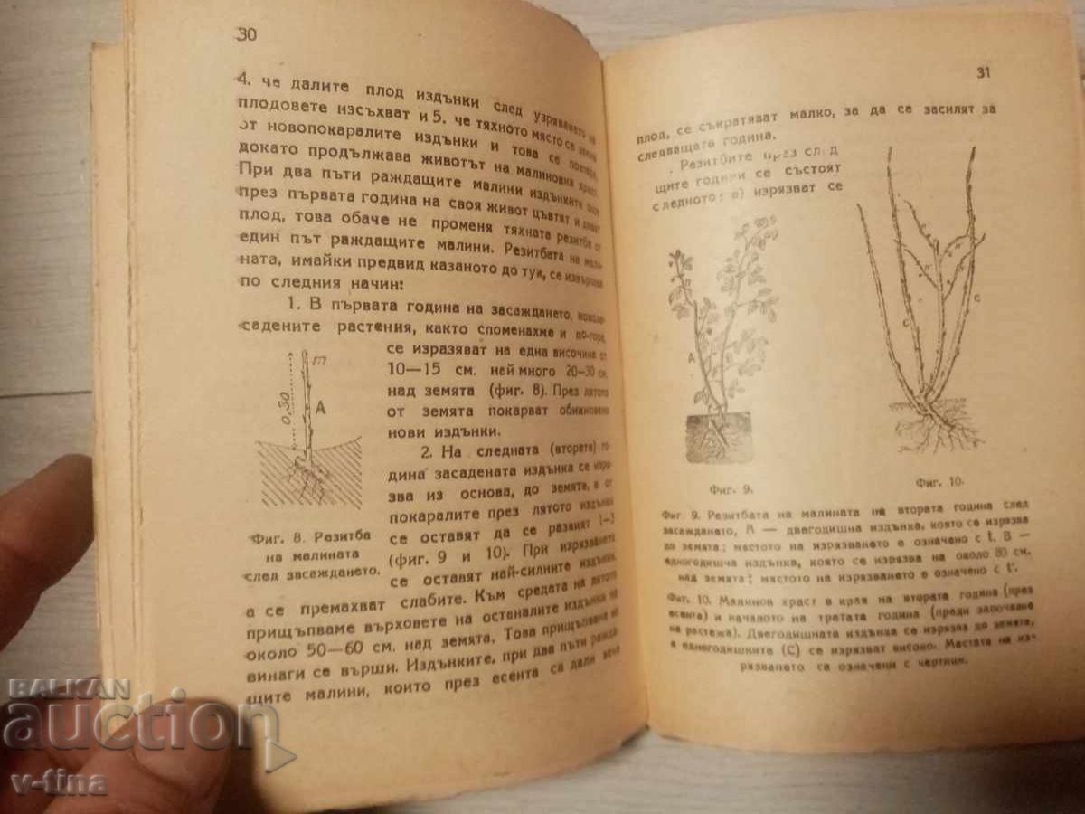 Livrarea Zmeură și Mură agr. Iv. Iliev