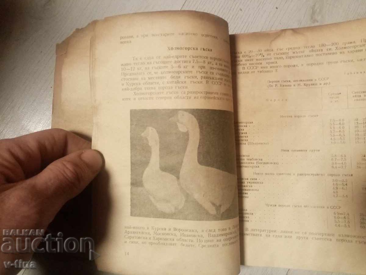 Câteva întrebări despre cum să hrănești gâștele pentru a obține pateu - 5 Câteva întrebări despre cum să hrănești gâștele pentru a obține pateu - 5