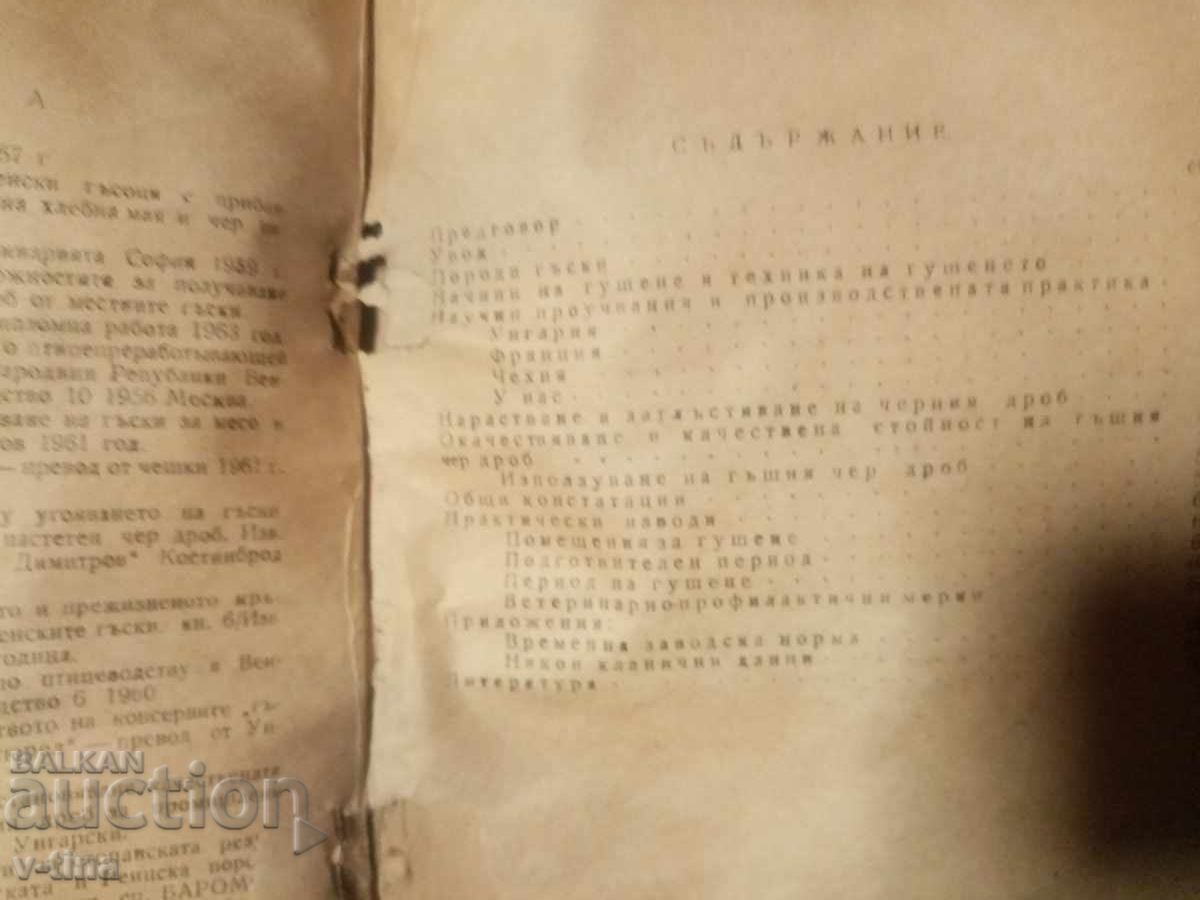 Câteva întrebări despre cum să hrănești gâștele pentru a obține pateu - 6 Câteva întrebări despre cum să hrănești gâștele pentru a obține pateu - 6