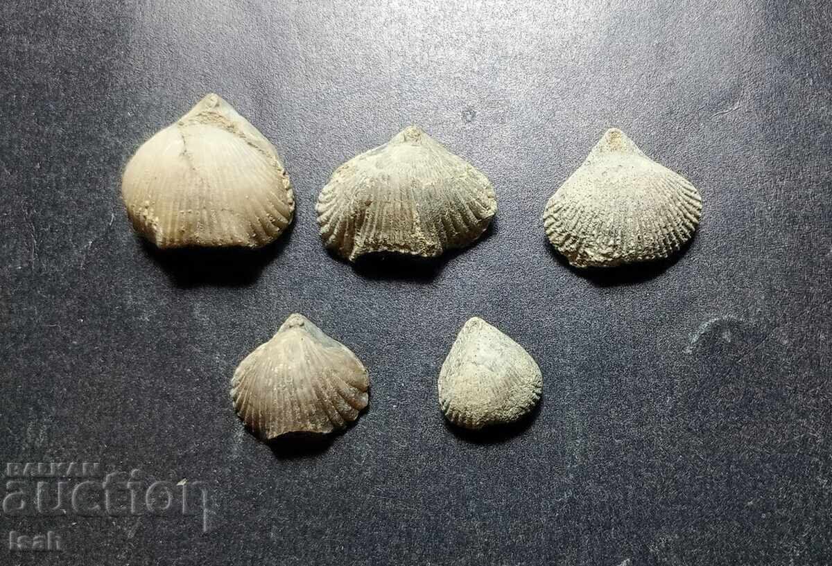 Чудесно старт в колекционирането на фосили- 5  брахиоподчета
