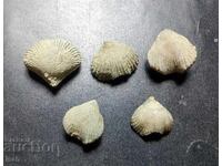 Υπέροχο ξεκίνημα στη συλλογή απολιθωμάτων - 5 βραχιόποδα