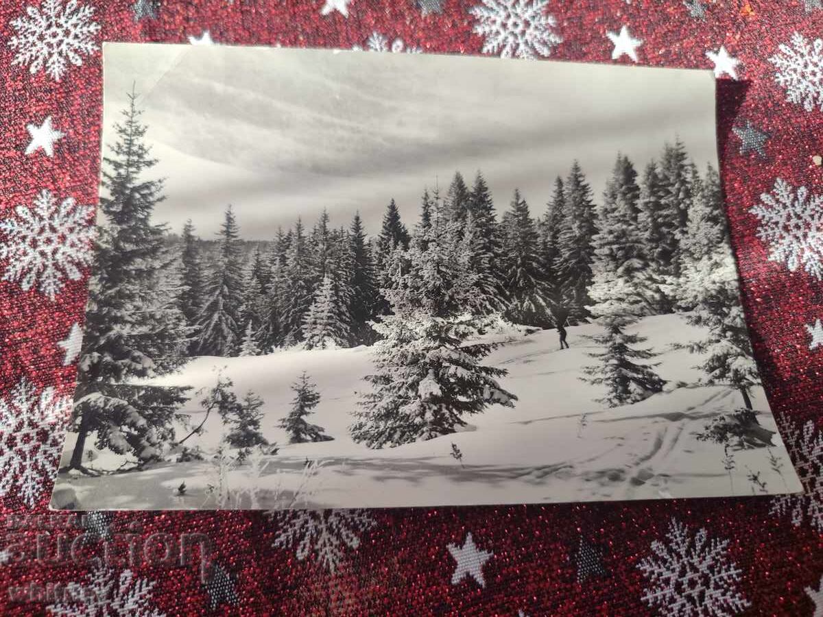 Πάρκο Βίtosha