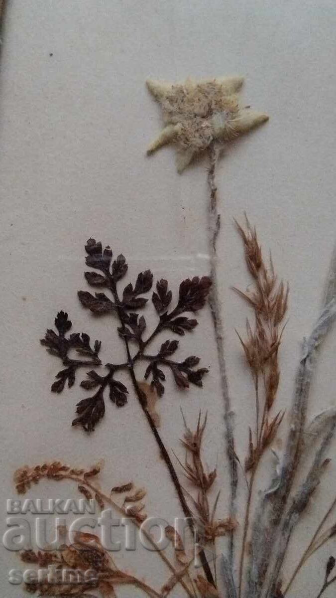 Εντελβάις με τιμή € 20.00 | 39.12 BGN