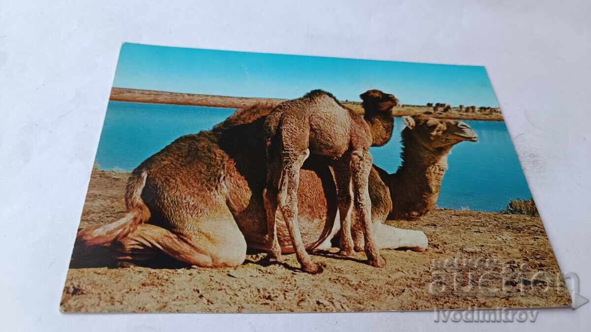 Carte poștală The Camels Libia