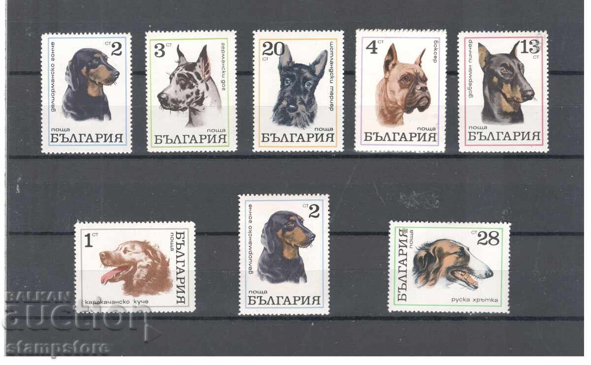 България - Кучета България - Кучета