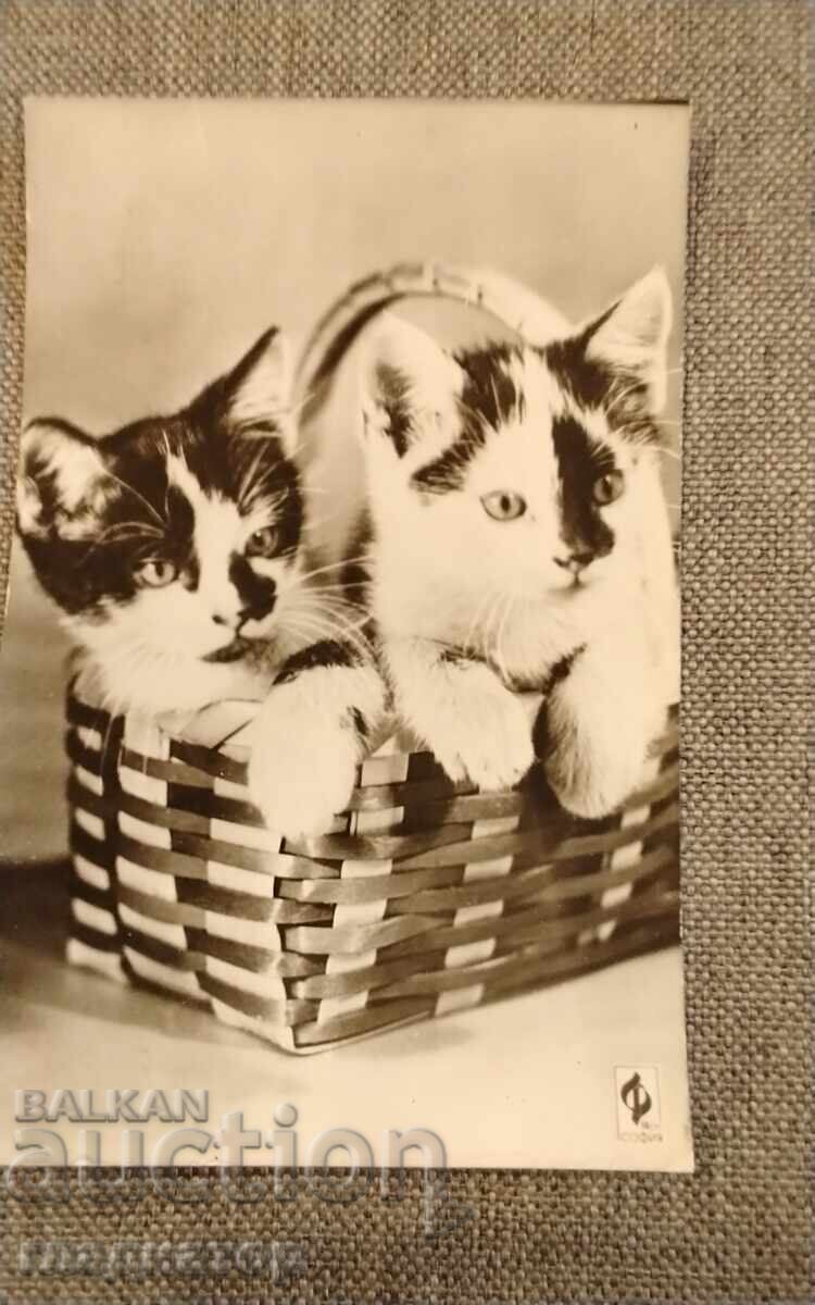 Veche carte poștală bulgară fotografie poză pisici pisică 3
