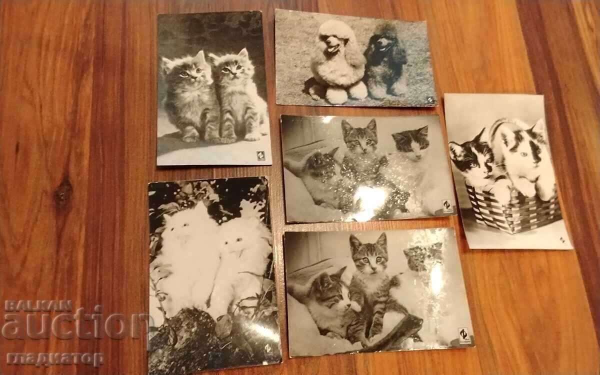 Доставка на Стара българска картичка фотография снимка котки котка 4