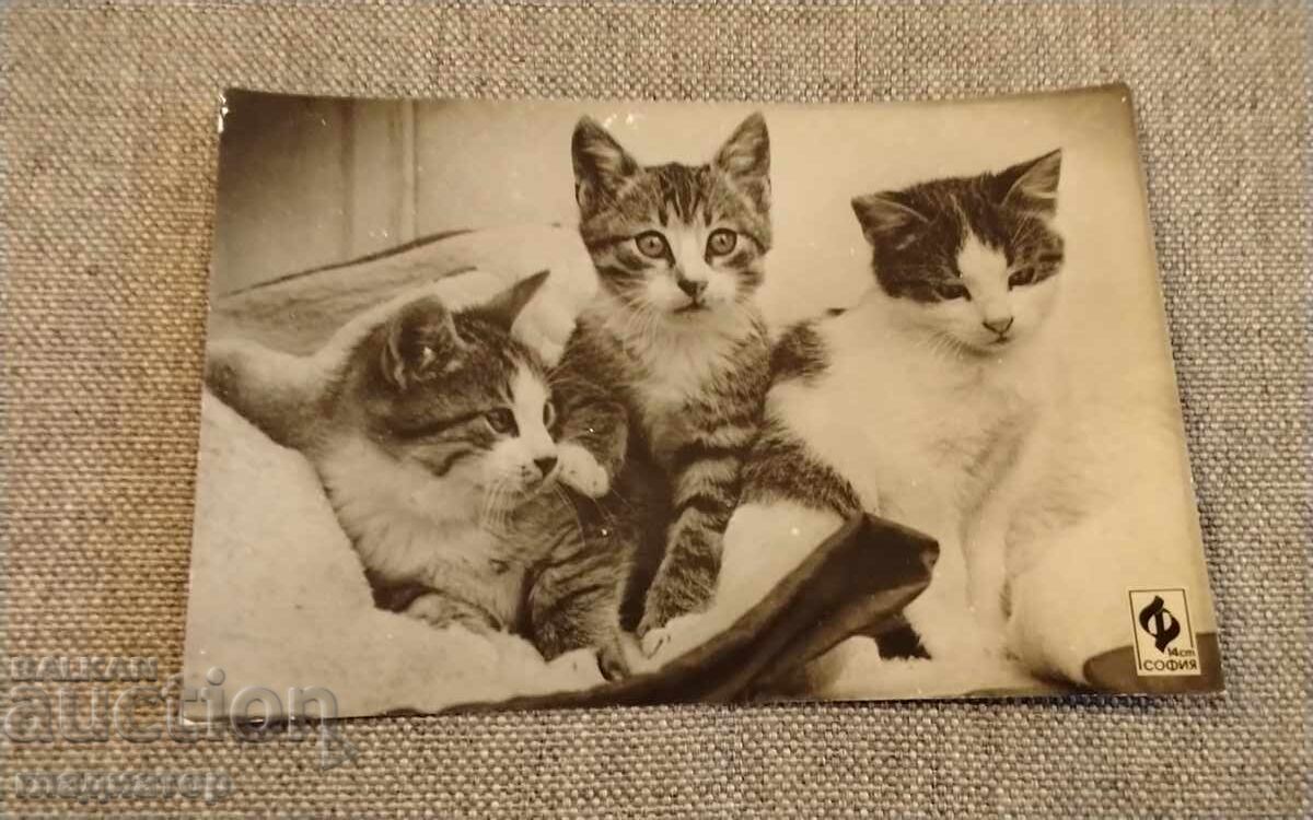Стара българска картичка фотография снимка котки котка 4