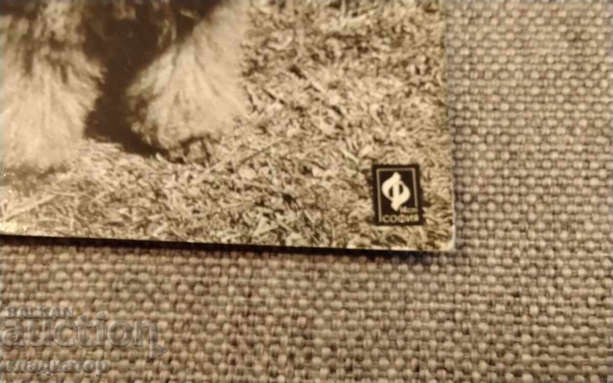 Стара българска картичка фотография снимка кучета куче с цена € 0.30 | 0.59 лв.