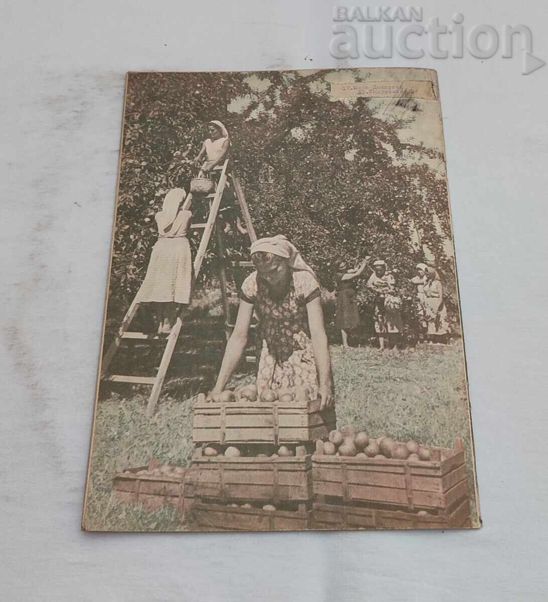 СП. ЖЕНАТА ДНЕС 7/1958 г. - 7