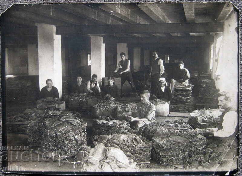 Veche fotografie de balotare a tutunului