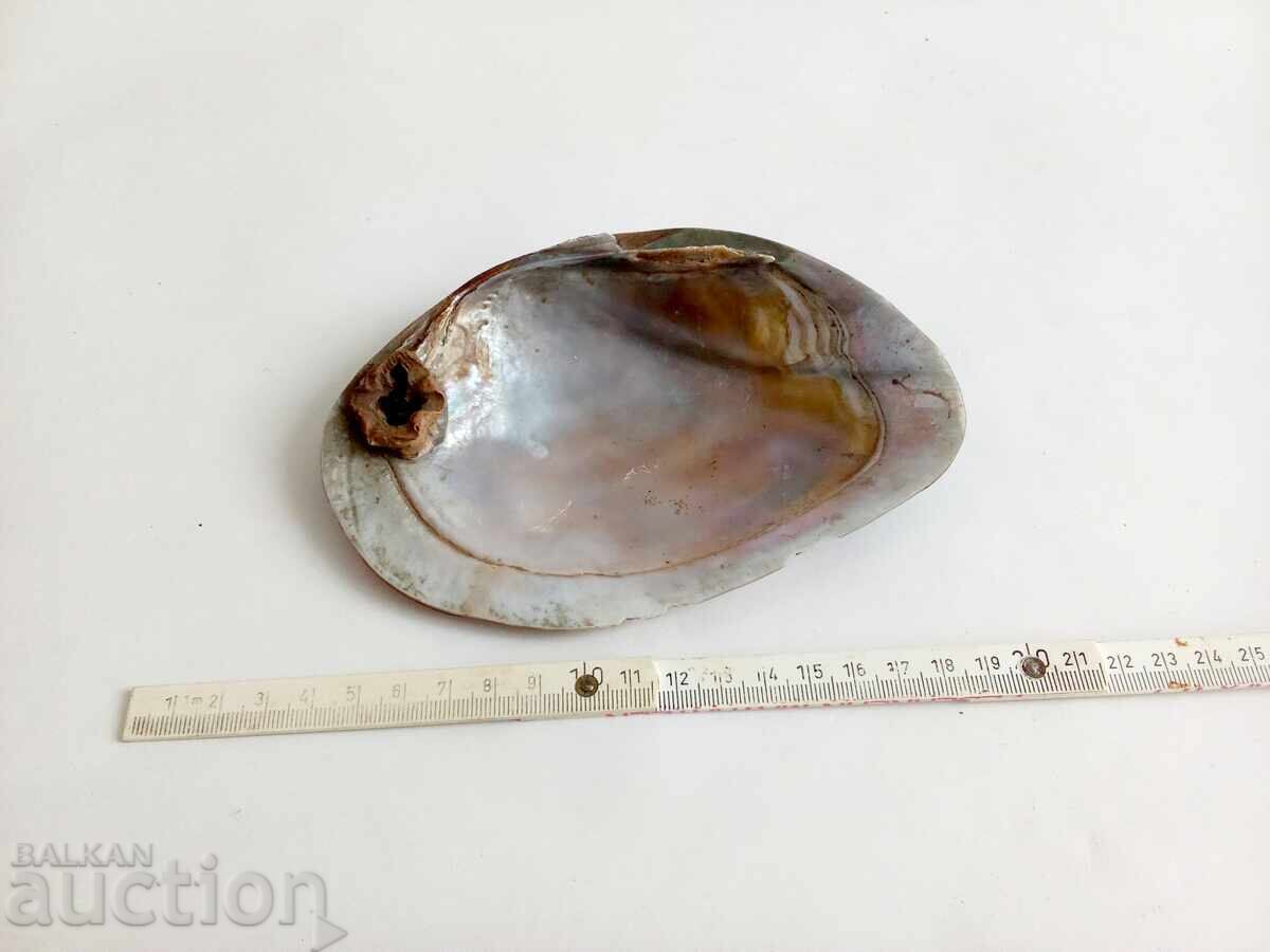 Licitație Scoică uriașă de nisip albă (Mya arenaria) Perlată