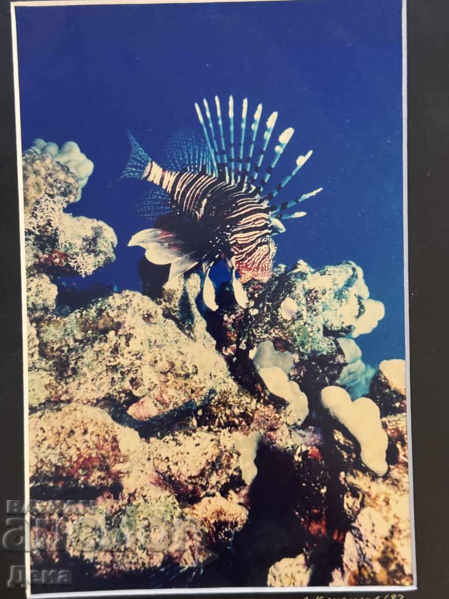 Fotografie de autor Lyubomir Klisurov 1997 cu preț € 5.03 | 9.84 BGN