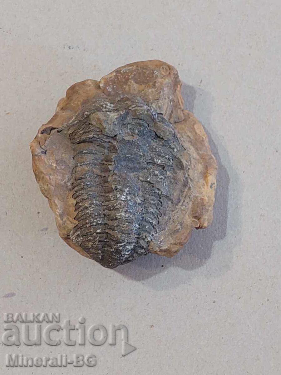 Τριλοβίτης Τριλοβίτης