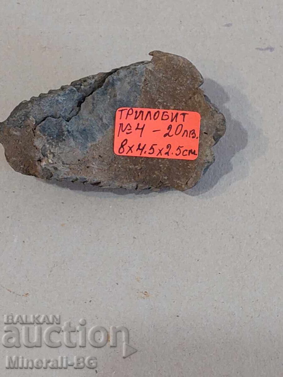 Un trilobit cu preț € 10.20 | 19.95 BGN Un trilobit cu preț € 10.20 | 19.95 BGN
