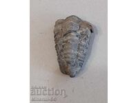 A trilobite
