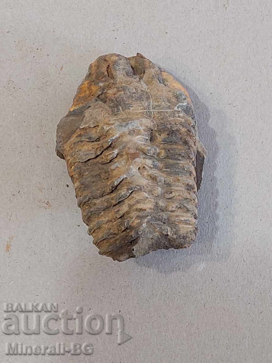 Un trilobit