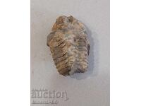 A trilobite